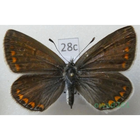 Polyommatus icarus (Rottemburg, 1775) female Modraszek ikar Deutschland28c